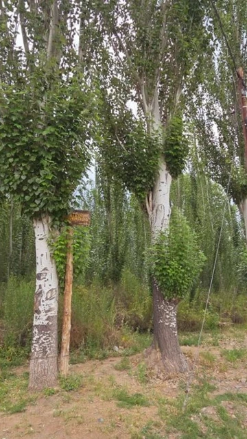 Venta Lote, esquina inmejorable, Colonia las Rosas