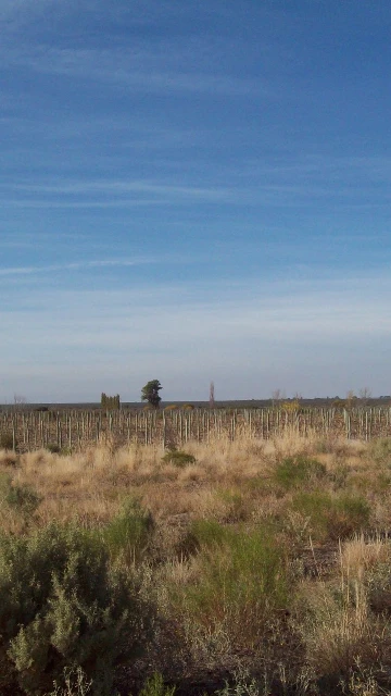 VENTA FINCA - CHACRA CON POZO MENDOZA SANTA ROSA