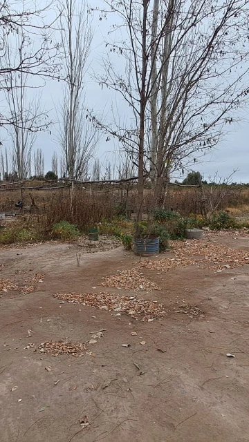 Alquiler Finca 50 hectareas en Rivadavia