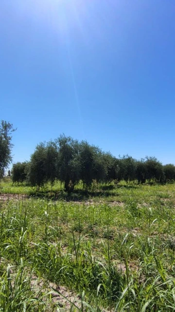 Se vende terreno en Maipú, Mendoza