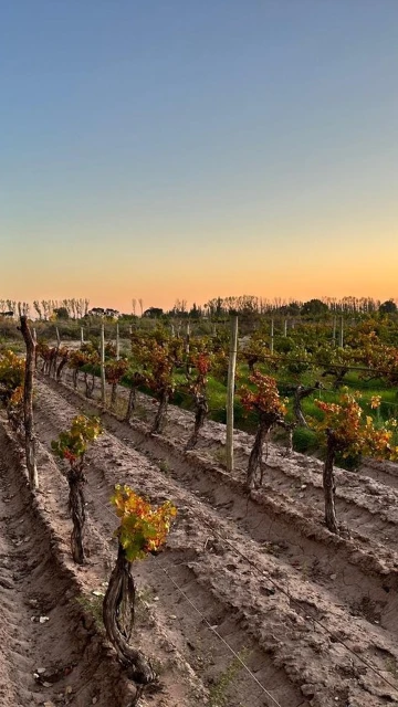 VENTA FINCA NUEVA CALIFORNIA SAN MARTIN MENDOZA